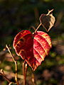 Fothergilla gardenii Suzanne IMG_1764 Fotergilla Gardena